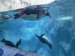 -帝企鹅自助餐厅•儿童岛•真企鹅(长隆企鹅酒店)