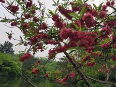 -西湖外事游船(花港观鱼码头)