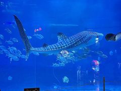 -烟台海昌鲸鲨海洋公园