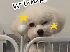 -萌兽医馆·宠物医院·猫骨科(创景店)