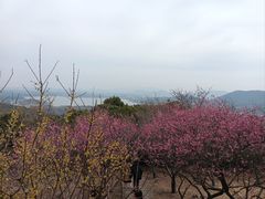 -香雪海