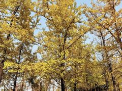 -重庆中央公园(渝北区)