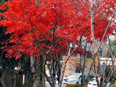 -龙坞茶村