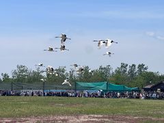 -盐城丹顶鹤湿地生态旅游区