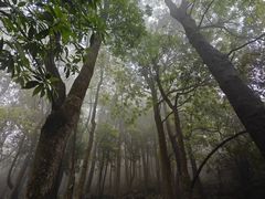-清溪大王山森林公园
