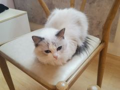 -猫咪派对(江南西店)