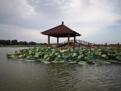 -白洋淀景区