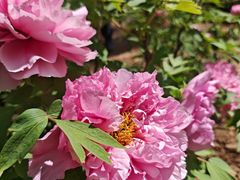 -洛阳市隋唐城遗址植物园