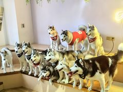 -Husky Go! 哈士奇体验馆·宠物咖啡厅狗咖