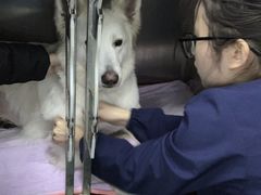 -谐和益家动物医院·免疫绝育·血液透析·宠保定点医院(高新伊藤分院)