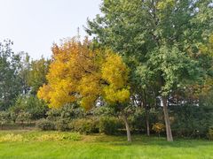 -万柳高尔夫俱乐部