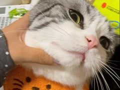 -泽田本家·铜锣烧(TX淮海店)