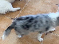 -Let's go狗咖·猫咖·奶狗·桌游(春熙路IFS店)