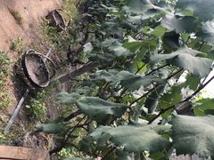 -马陆小张葡萄园农家乐