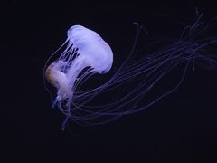 -珠海长隆海洋王国