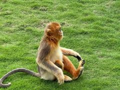 -西霞口神雕山野生动物世界