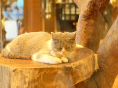 -more than meow吴止猫主题餐厅(承德 中船汇店)