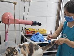 -利又安动物医院··老年病·猫科犬科·中兽医