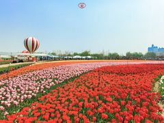 -荷兰花海