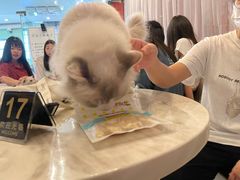 -猫爷宠物生活馆·撸猫馆