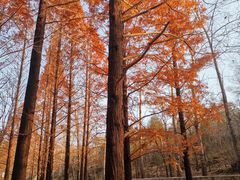 -白水寺森林公园