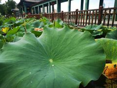 -莲花池公园