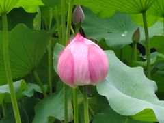 -莲花池公园