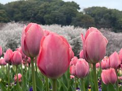-苏州上方山国家森林公园