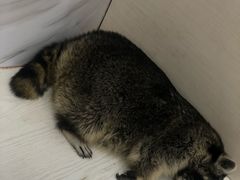 -浣熊柯尔鸭土拨鼠·电玩咖