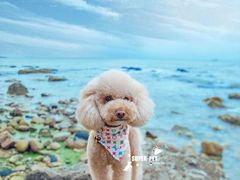 -超宠爱宠物摄影-Super pet