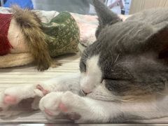 -屋虎猫馆(宝安大仟里店)