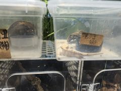 -酷以爬仙阁实体爬宠店·守宫·蜥蜴·专业繁育