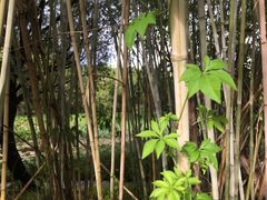 -南沙蒲洲花园