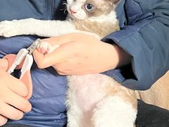 -Bastet sally猫舍购宠(静安店)