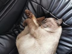 -东方名猫馆·英短金渐层布偶猫舍(环线广场1号楼店)