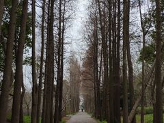 -上海滨江森林公园