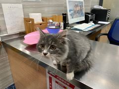 -瑞派名望志远动物医院·猫科·內科·异宠专科(直港大道店)
