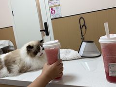 -瑞派康怡24h宠物医院·犬猫医疗中心·微创绝育(瑞景分院)