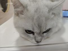 -李小姐の猫咖啡馆(五角场店)