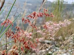 -黄埔油麻山森林公园
