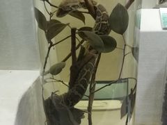 -广东中医药博物馆