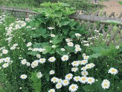 -大塘金香草谷