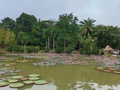-中国科学院西双版纳热带植物园