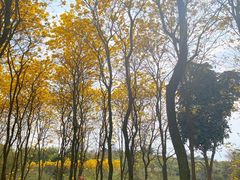 -天适樱花悠乐园