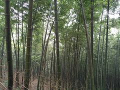 -蔡伦竹海