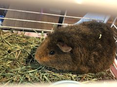 -藦茜花园宠物主题亲子互动体验馆(国顺东路店)