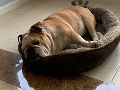 -安安宠医·安宠宠物医院