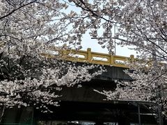 -高东镇樱花园