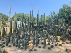 -深圳仙湖植物园
