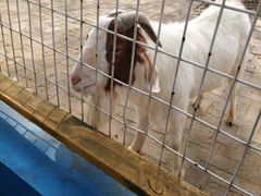 -武汉紫薇都市田园